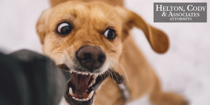 hickory dog bite lawyer
