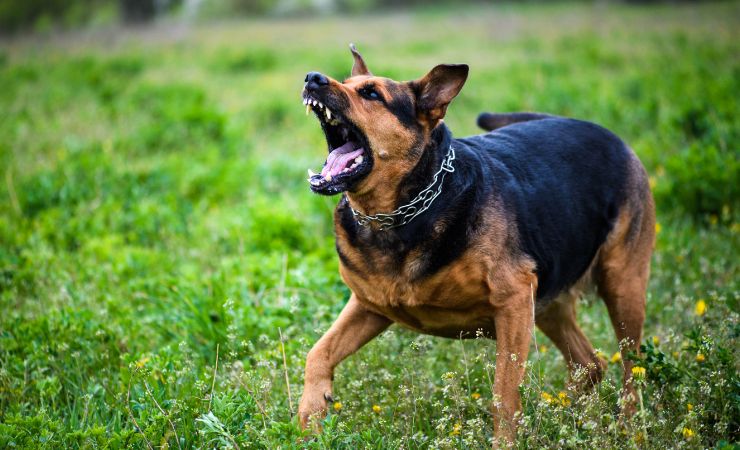Lenoir Dog Bite Lawyer