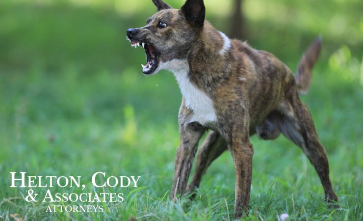 Valdese Dog Bite Lawyer