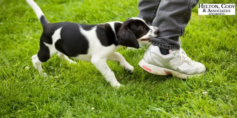 best dog bite attorney in mooresville