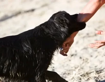 How Long Does a Dog-Bite Lawsuit Take in Hickory, NC?